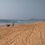 @instagram: Индийский закатный вид с кажущегося бесконечным калангутского пляжа, крошечный буйвол вдали - бонус???????????????????? #безфильтров #india #sunset #calangute #goa #indiansunset #beach #калангут #гоа #индия #закат #пляж #отпускблизок